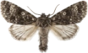 : Acronicta megacephala.