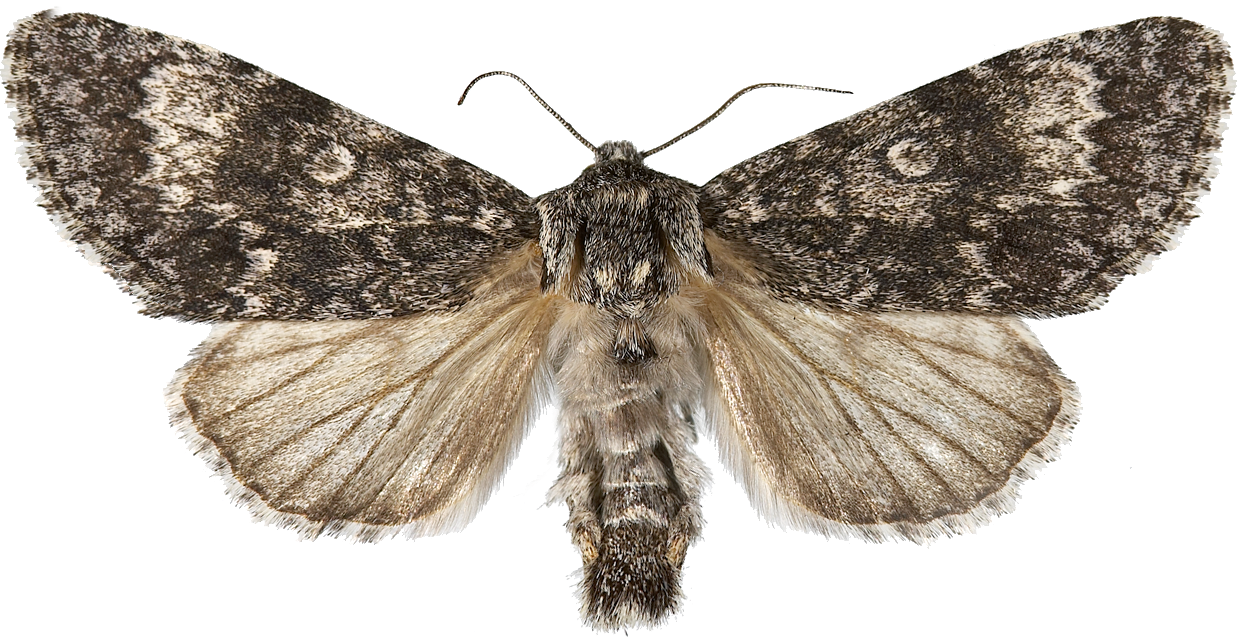 : Acronicta megacephala.