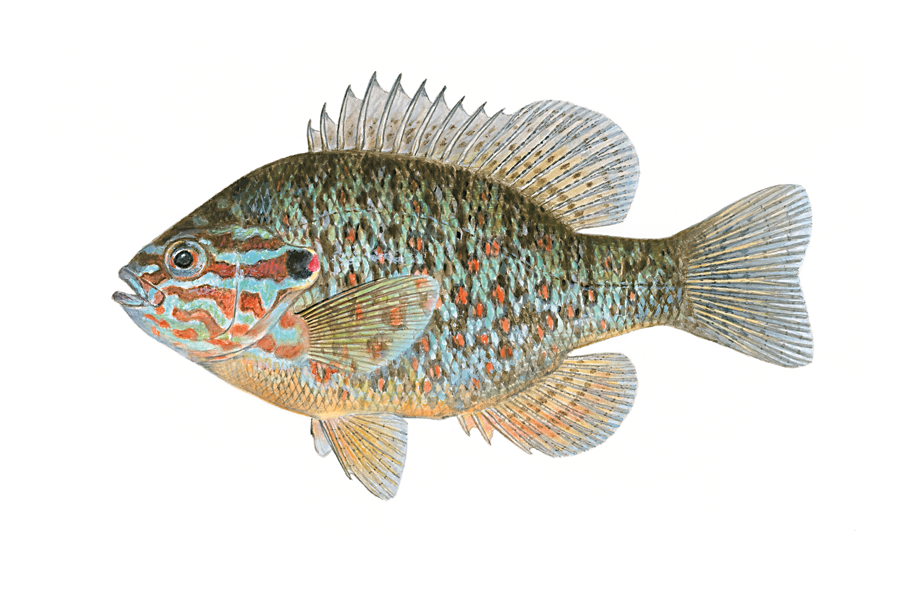 : Lepomis gibbosus.