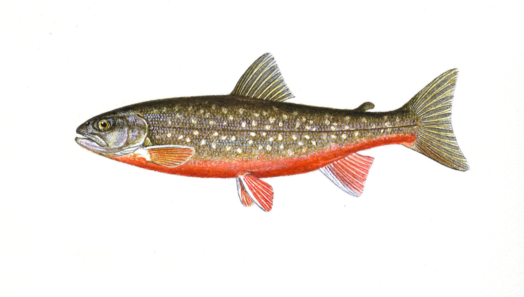 : Salvelinus alpinus.