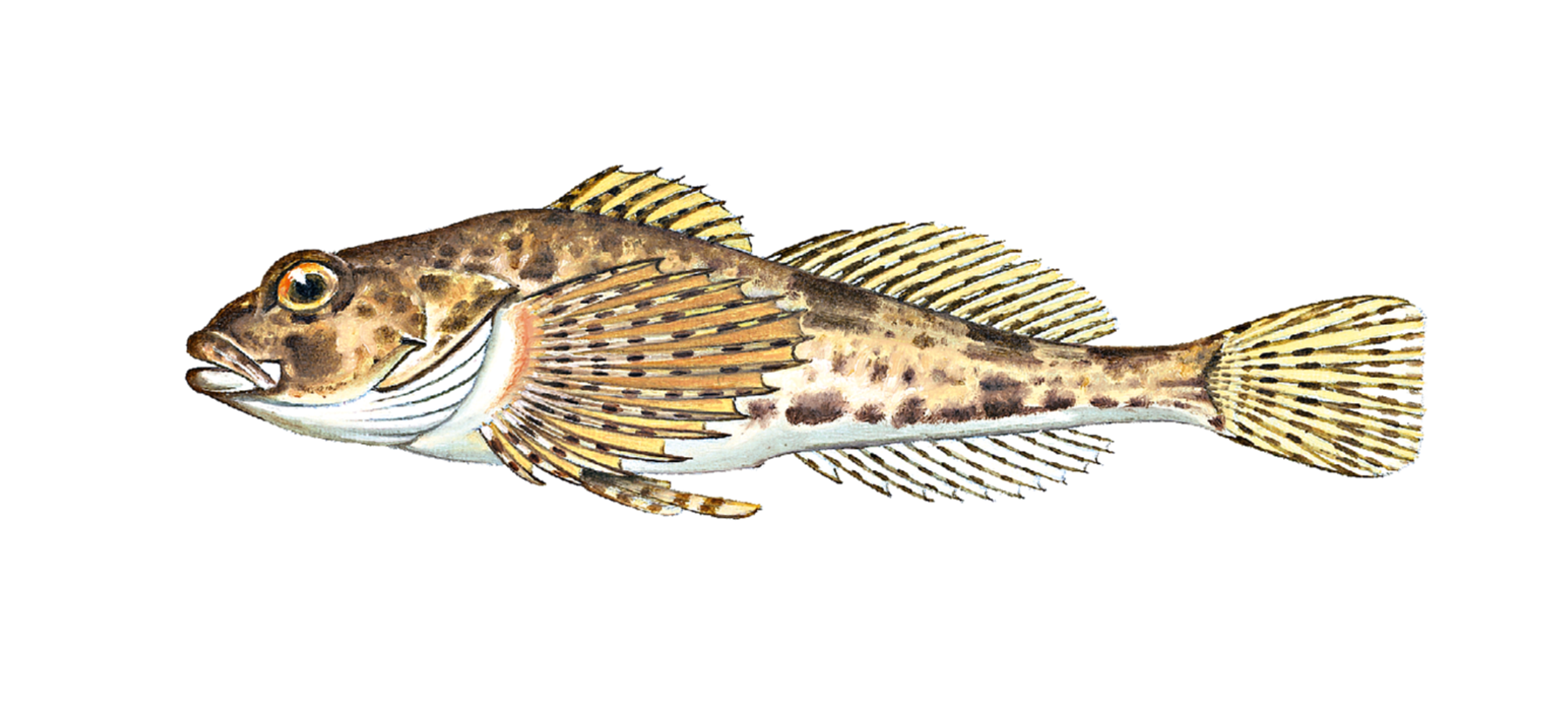 : Cottus poecilopus.