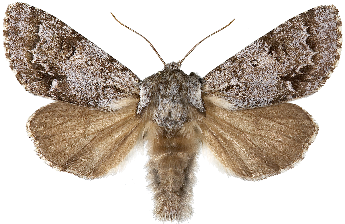 : Acronicta menyanthidis.