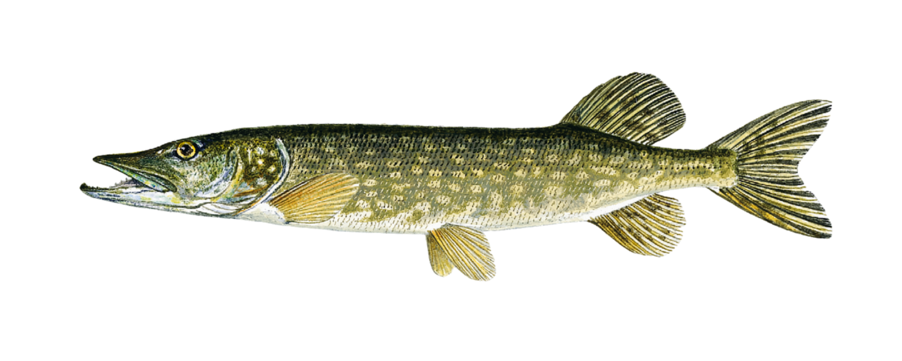 : Esox lucius.