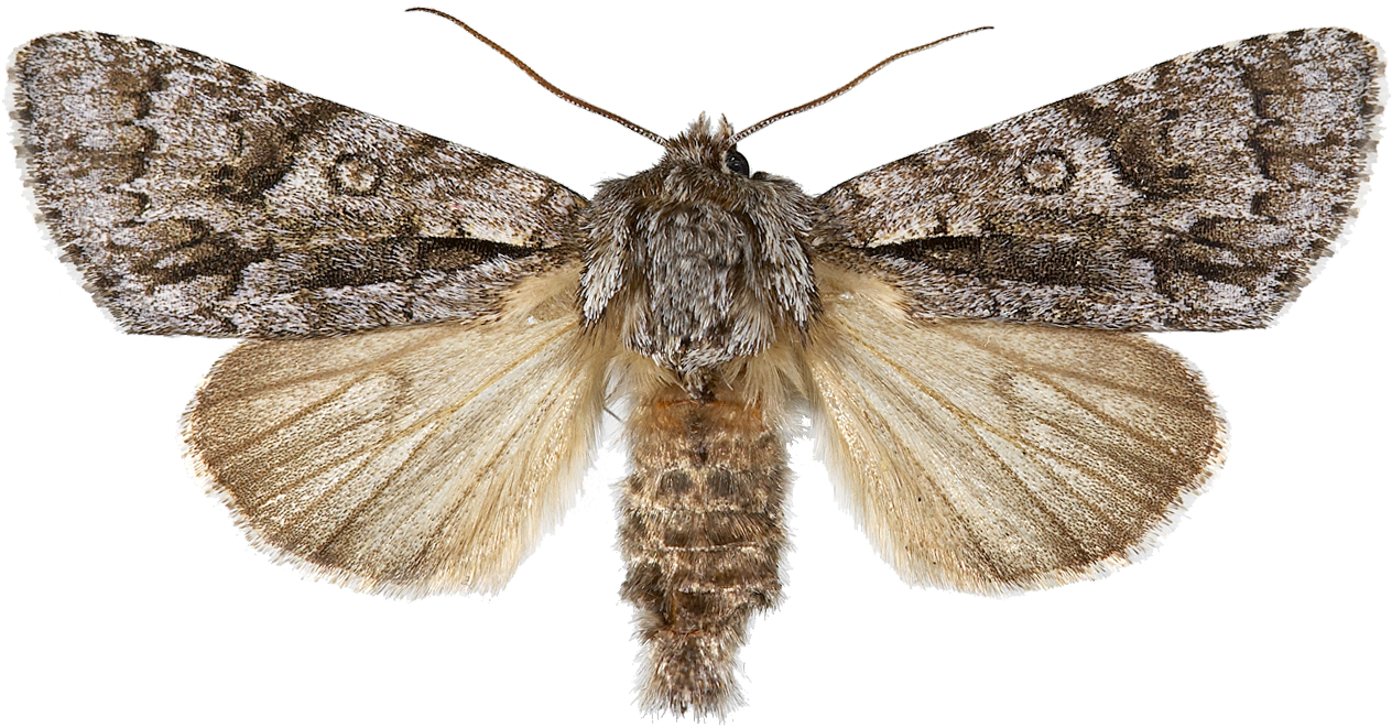 : Acronicta auricoma.