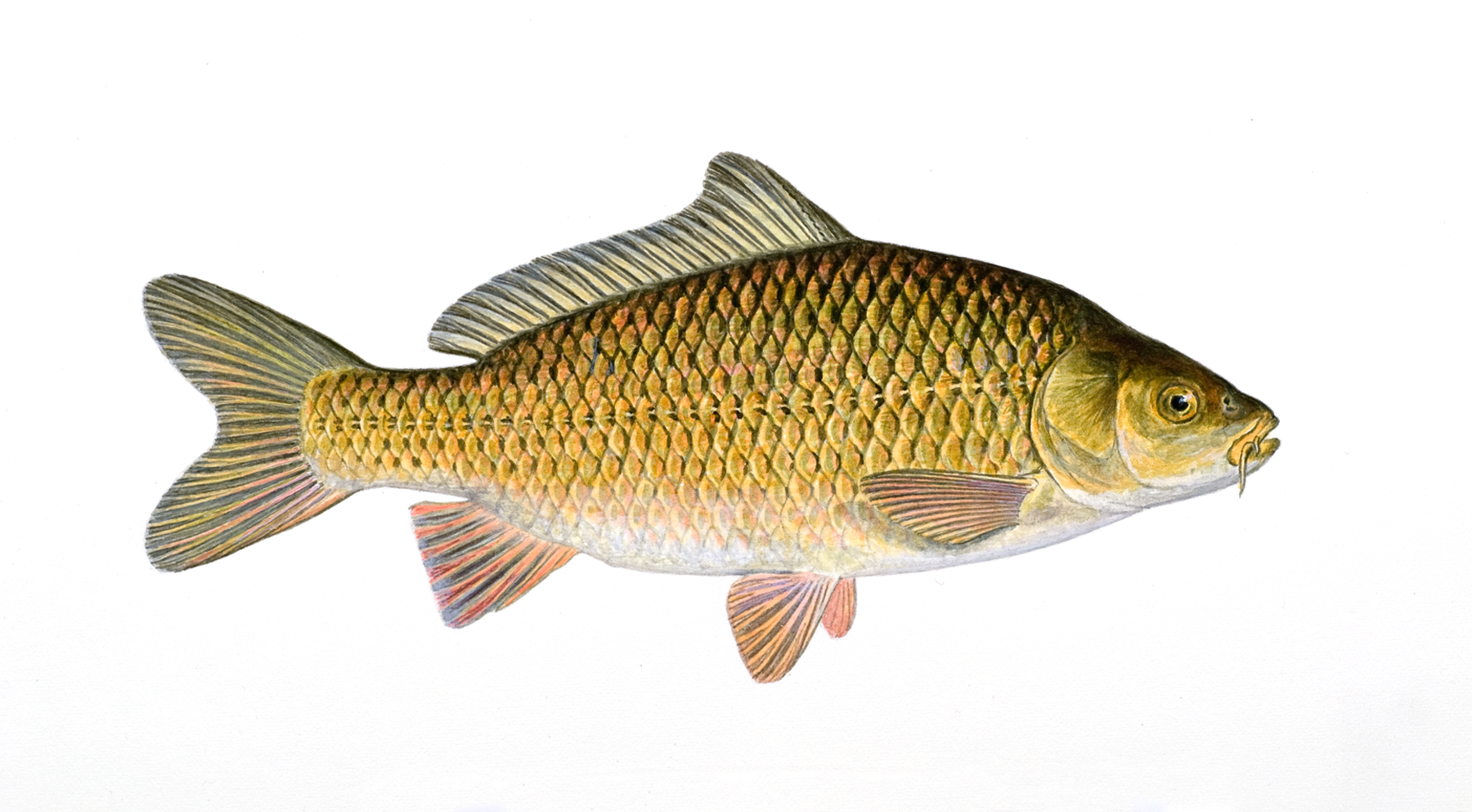 : Cyprinus carpio.