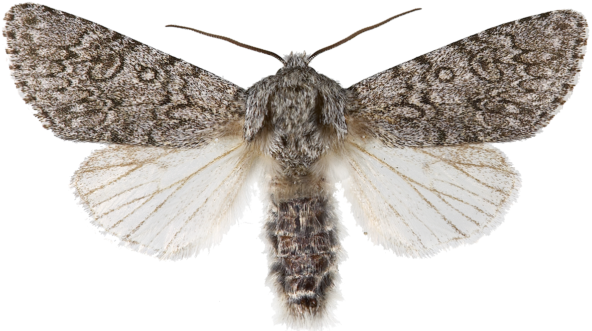 : Acronicta cinerea.