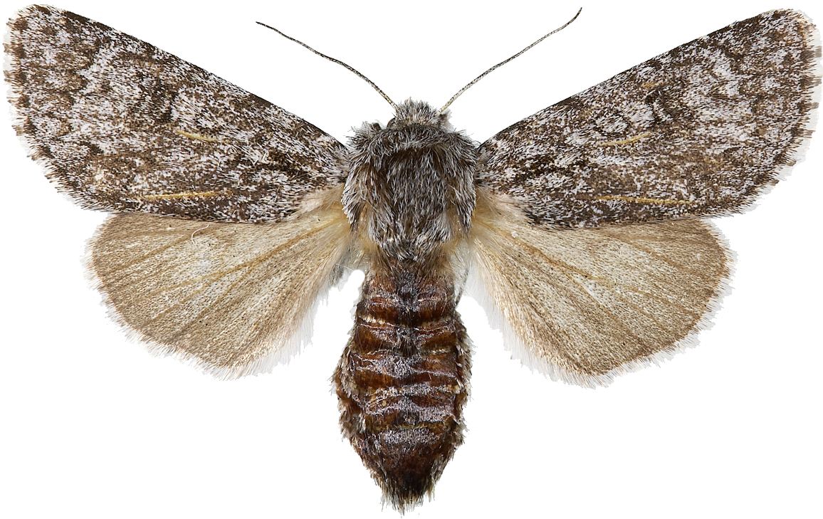 : Acronicta cinerea.