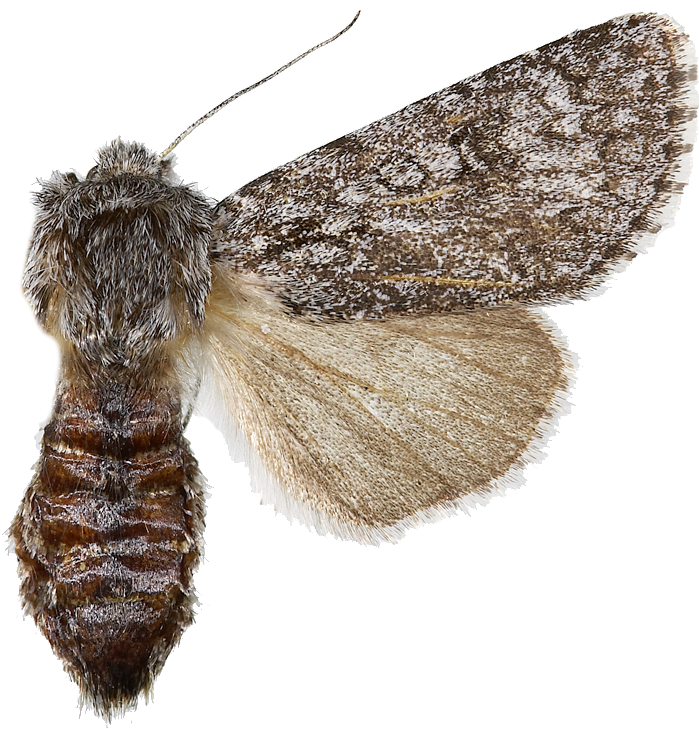 : Acronicta cinerea.