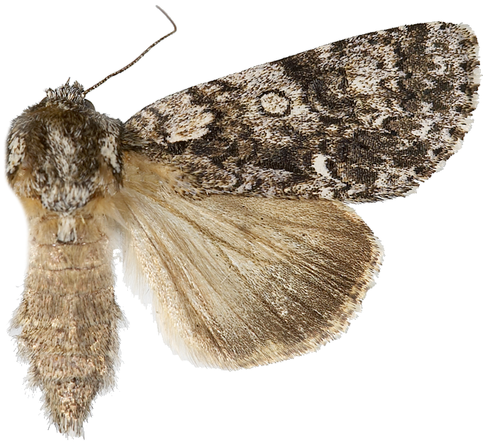 : Acronicta rumicis.