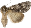 : Acronicta rumicis.