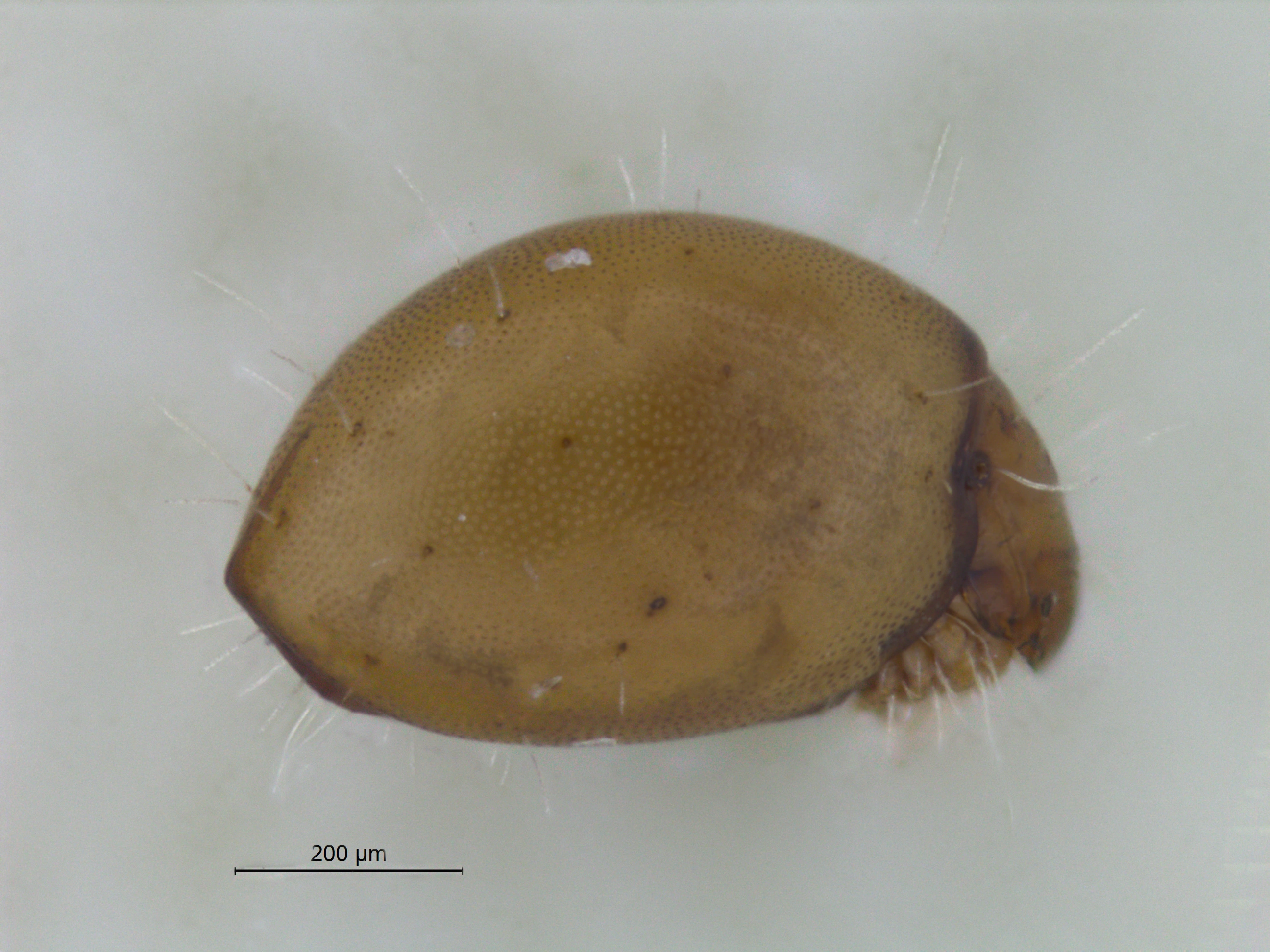 : Rhysotritia duplicata.