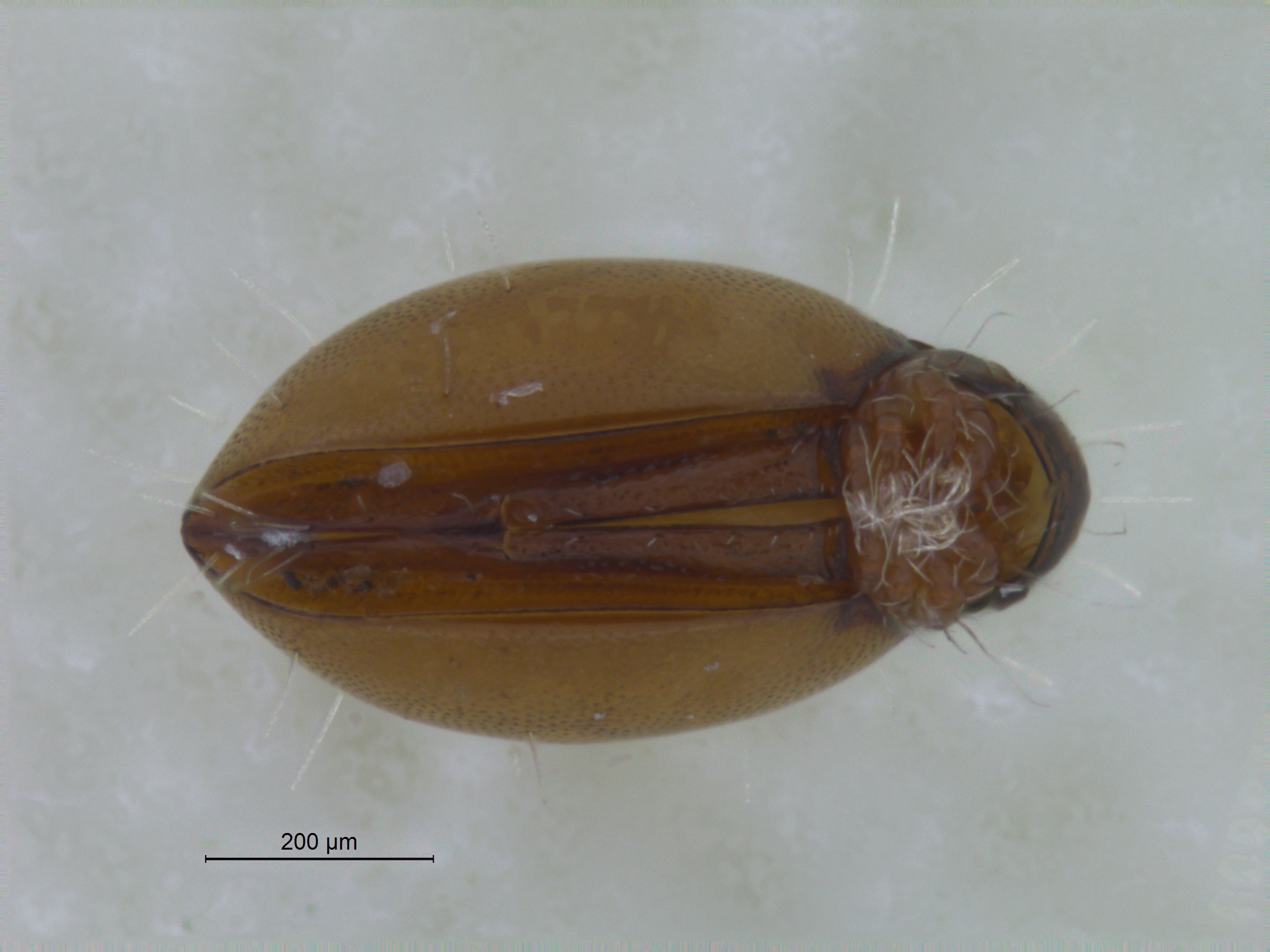 : Rhysotritia duplicata.