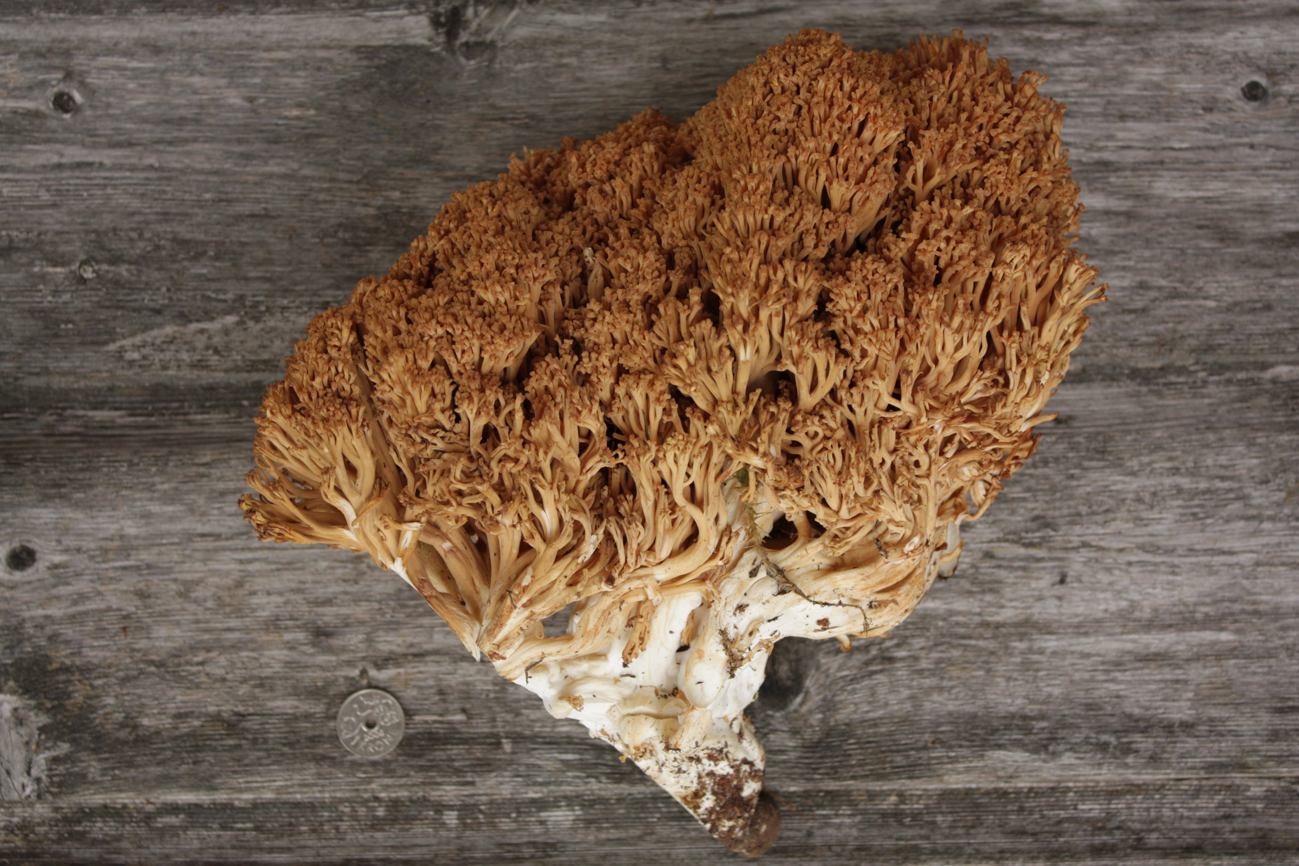 : Ramaria boreimaxima.