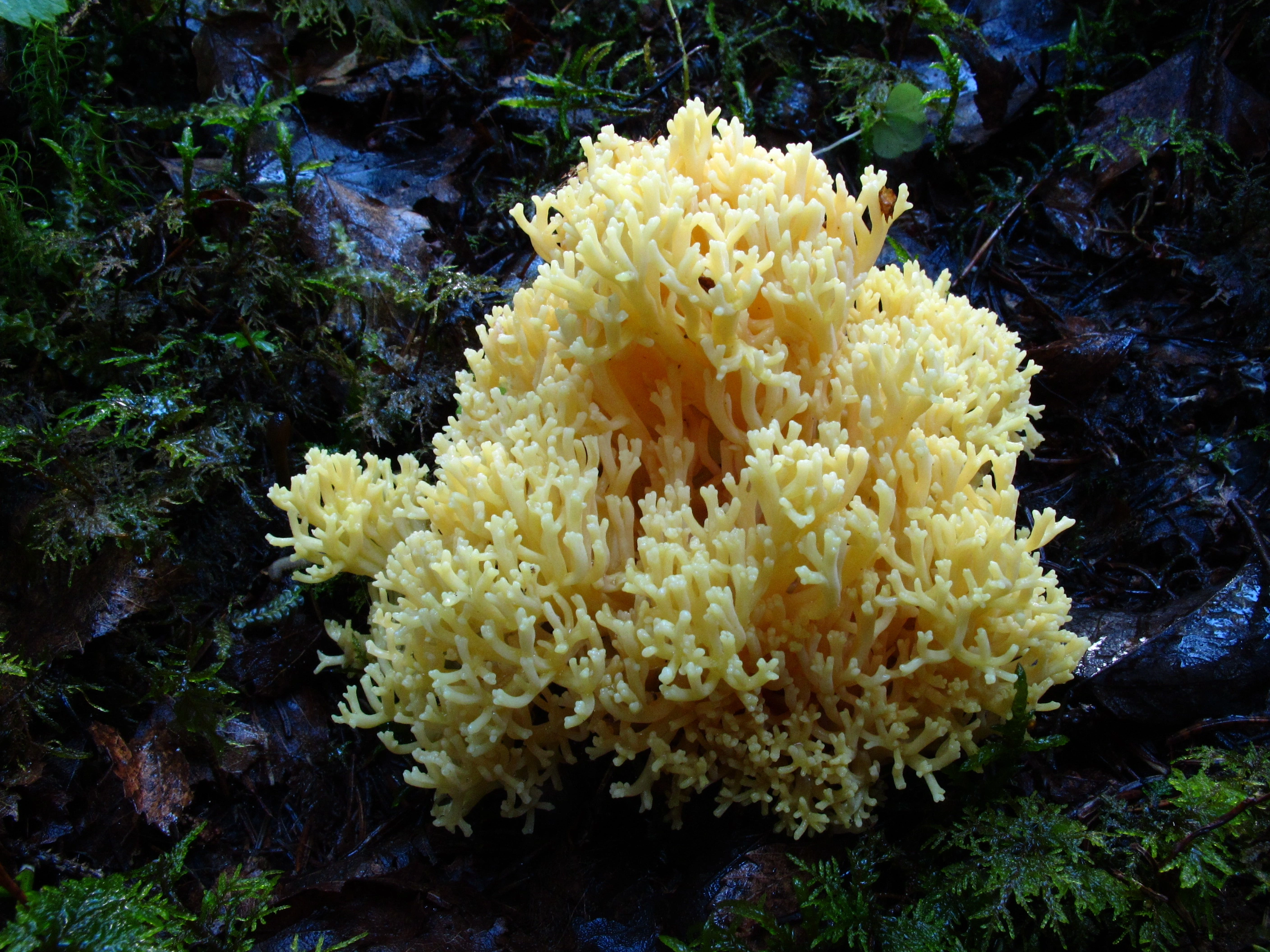 : Ramaria primulina.