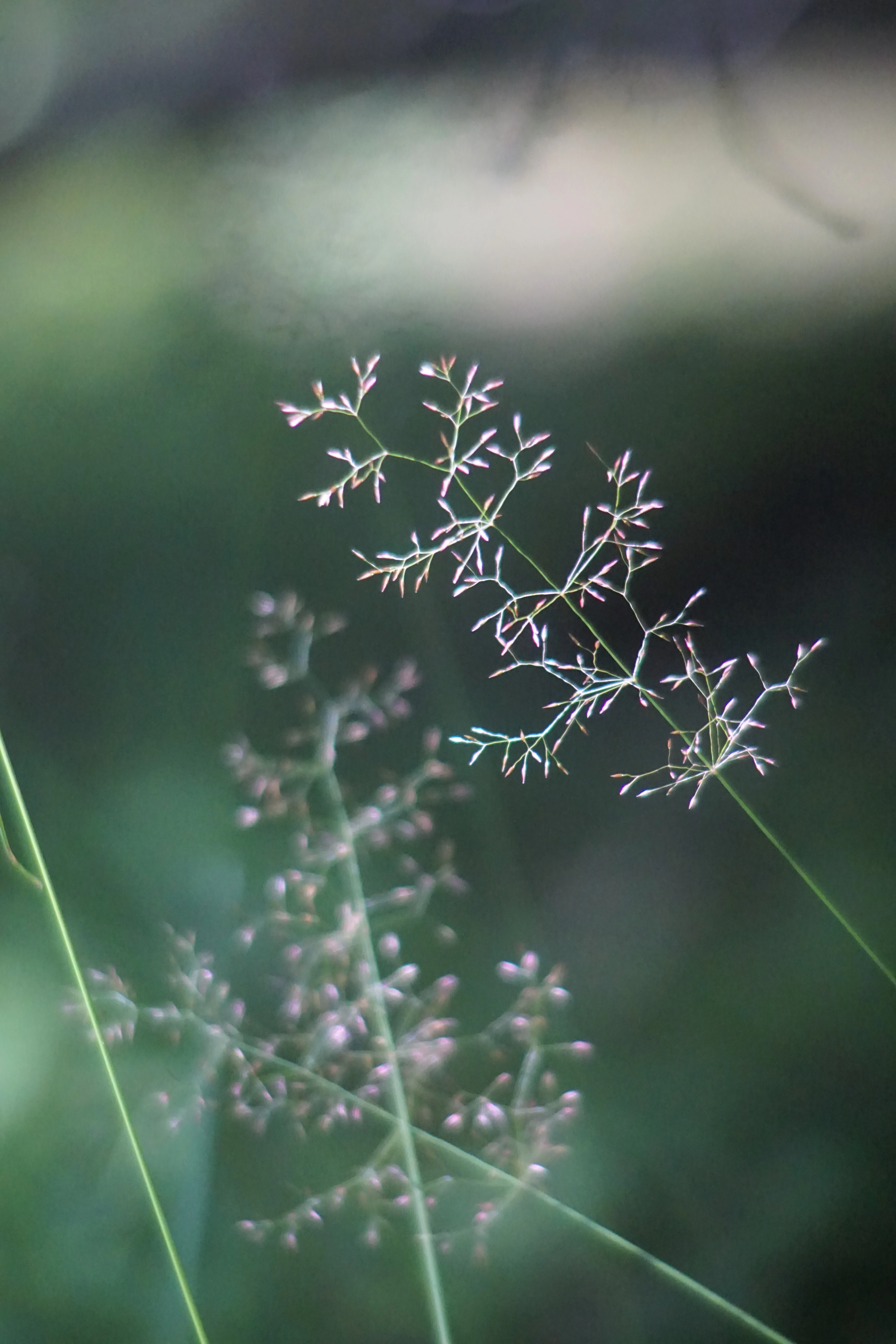 : Agrostis.