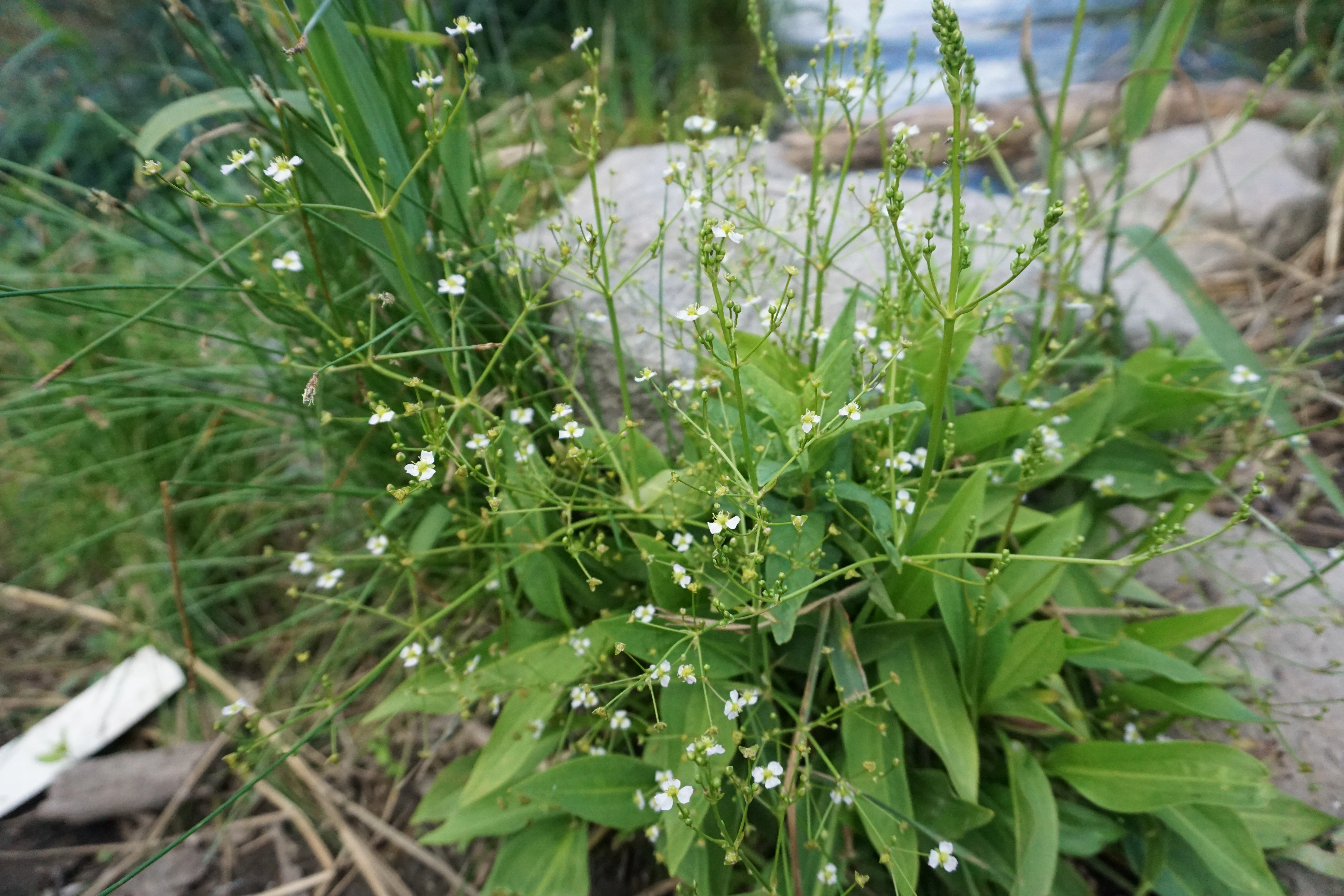 : Alisma plantago-aquatica.