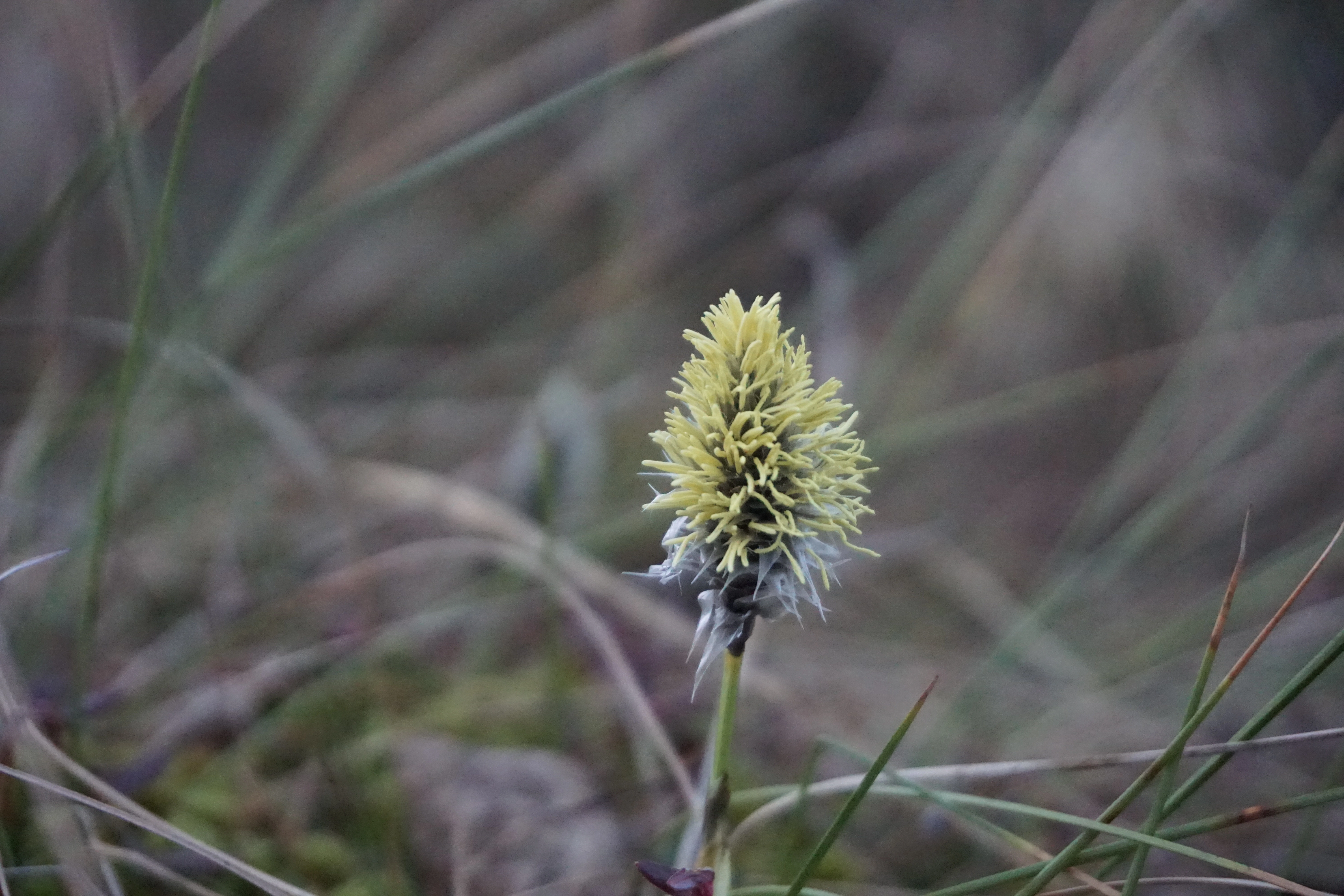 : Eriophorum vaginatum.