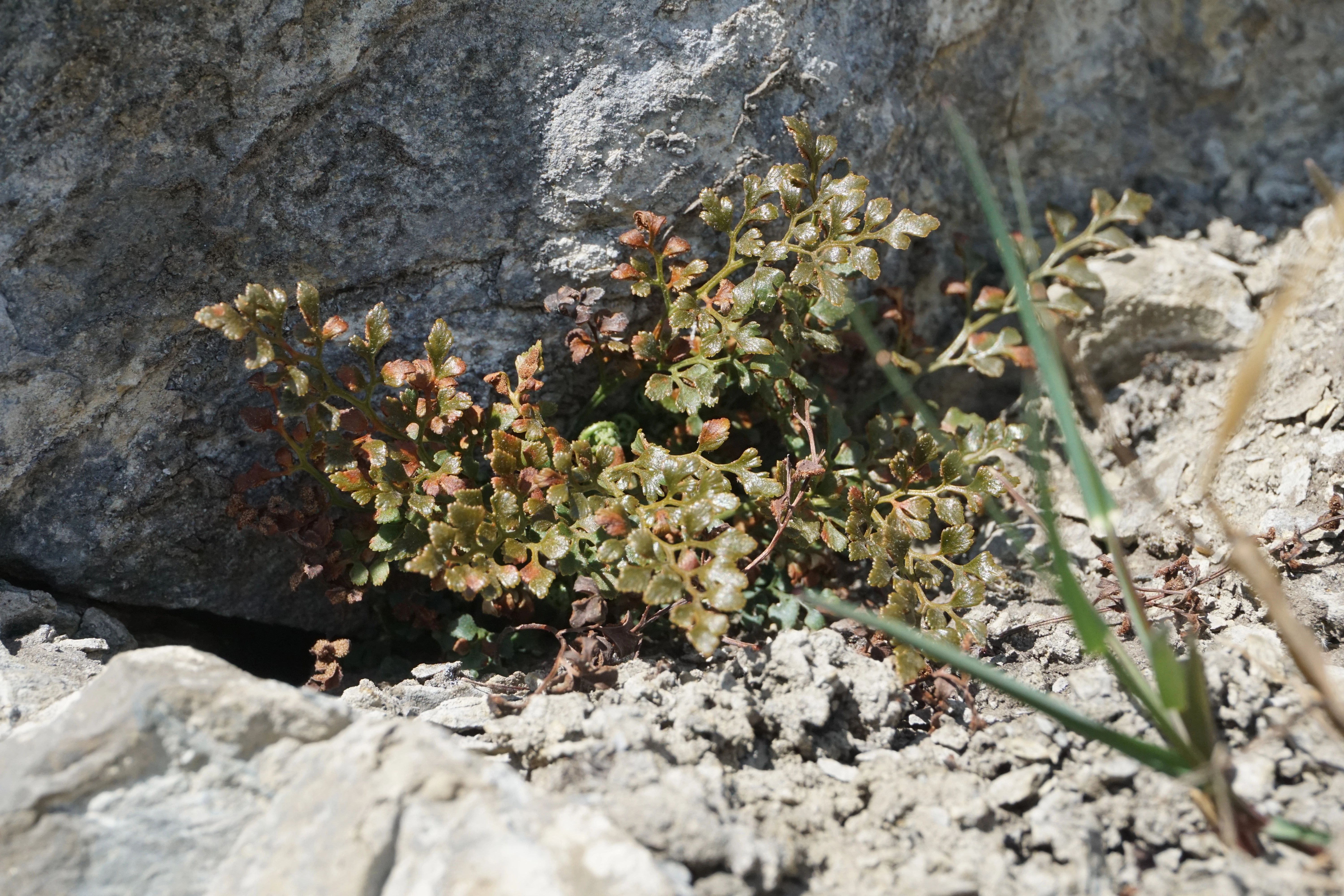 : Asplenium ruta-muraria.