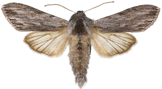 svevehettefly