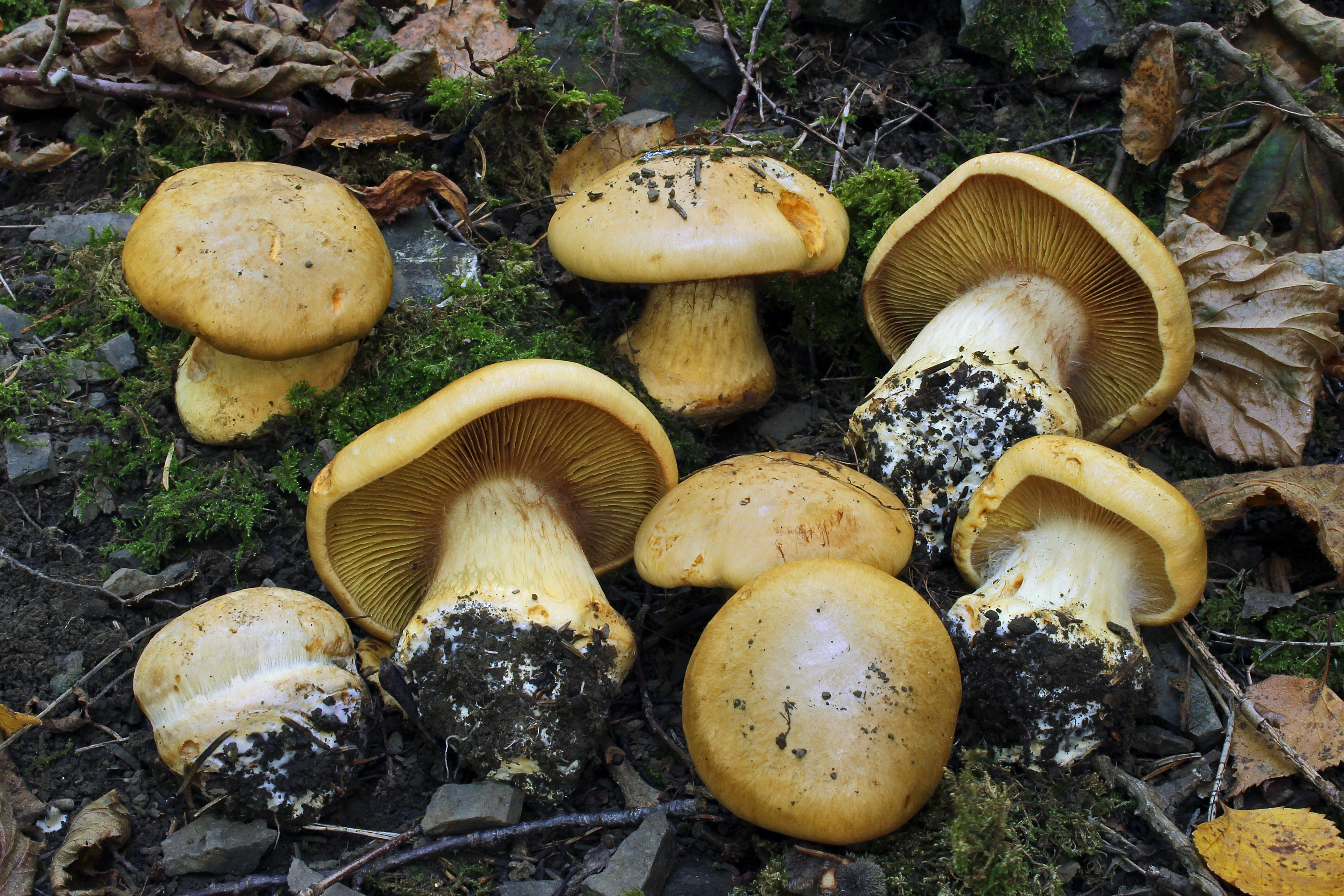 : Cortinarius elegantior.