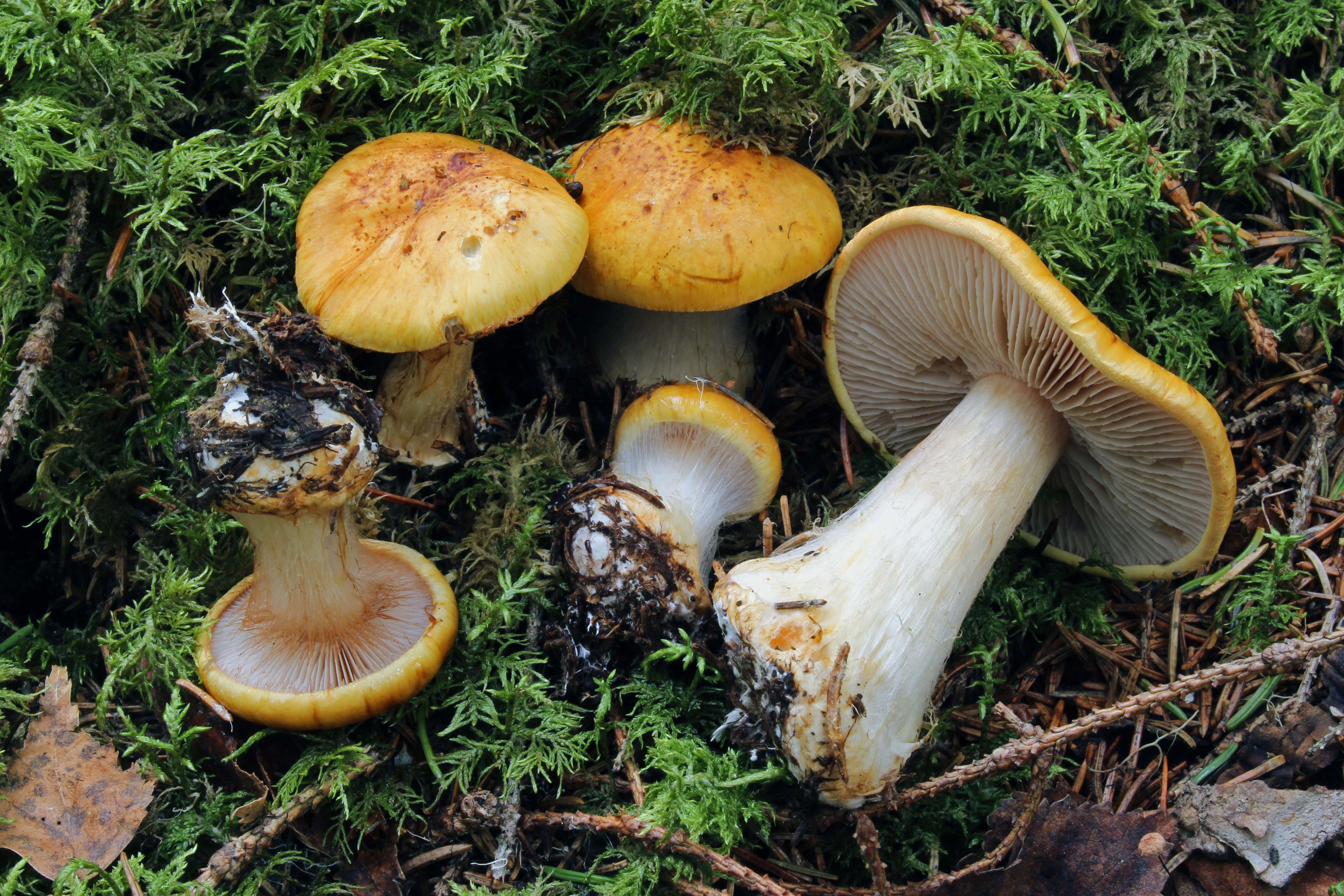 : Cortinarius piceae.