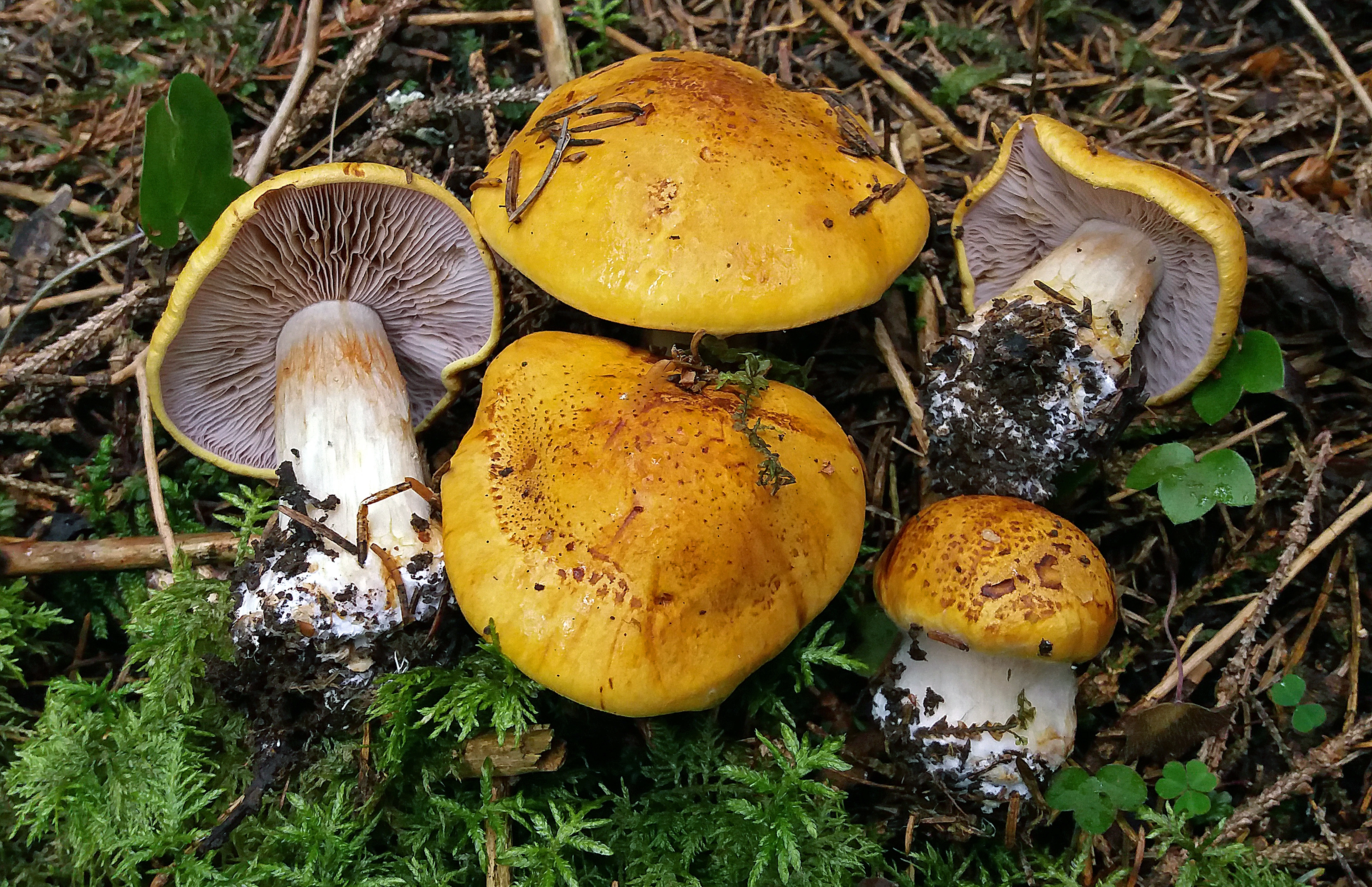 : Cortinarius piceae.