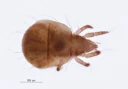 : Hypochthonius rufulus.
