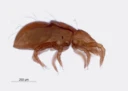 : Hypochthonius rufulus.