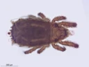 : Heminothrus longisetosus.