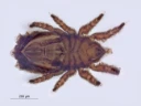 : Heminothrus longisetosus.