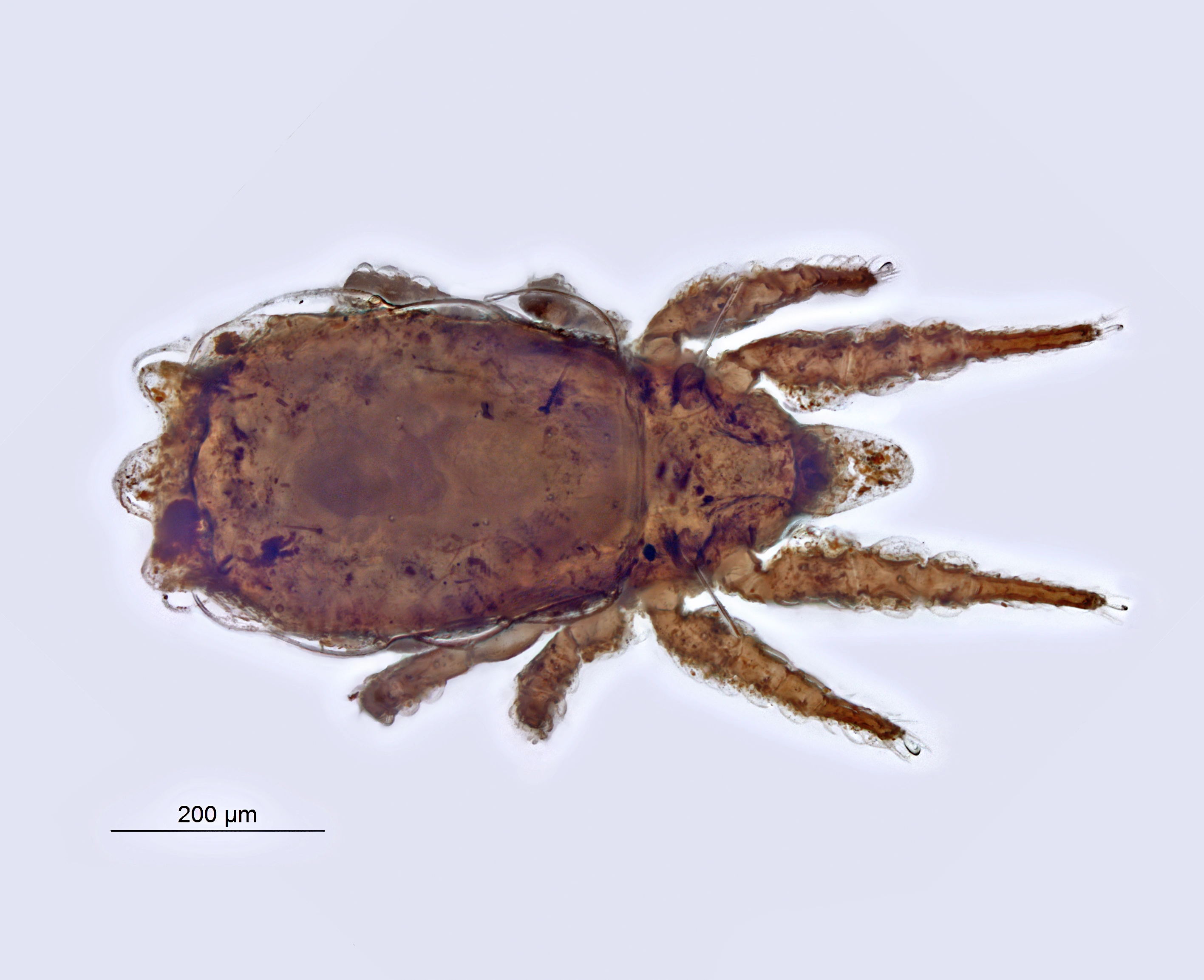 : Heminothrus targionii.