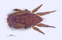 : Heminothrus targionii.
