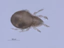: Oppiella nova.