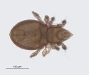 : Oppiella nova.
