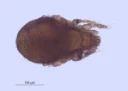 : Tectocepheus velatus.