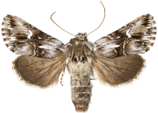 torskemunnfly