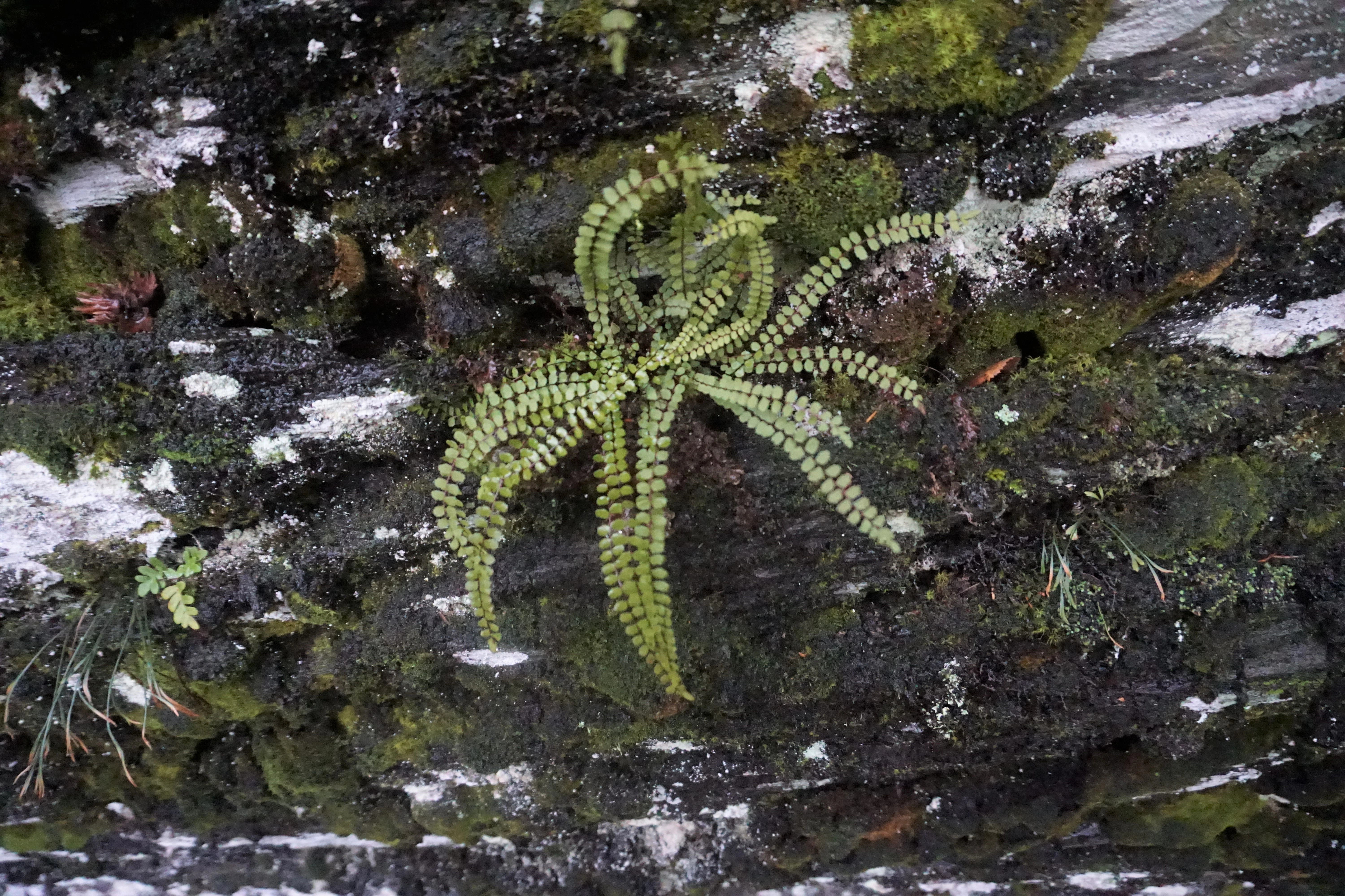 : Asplenium trichomanes.