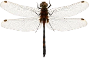 : Leucorrhinia dubia.