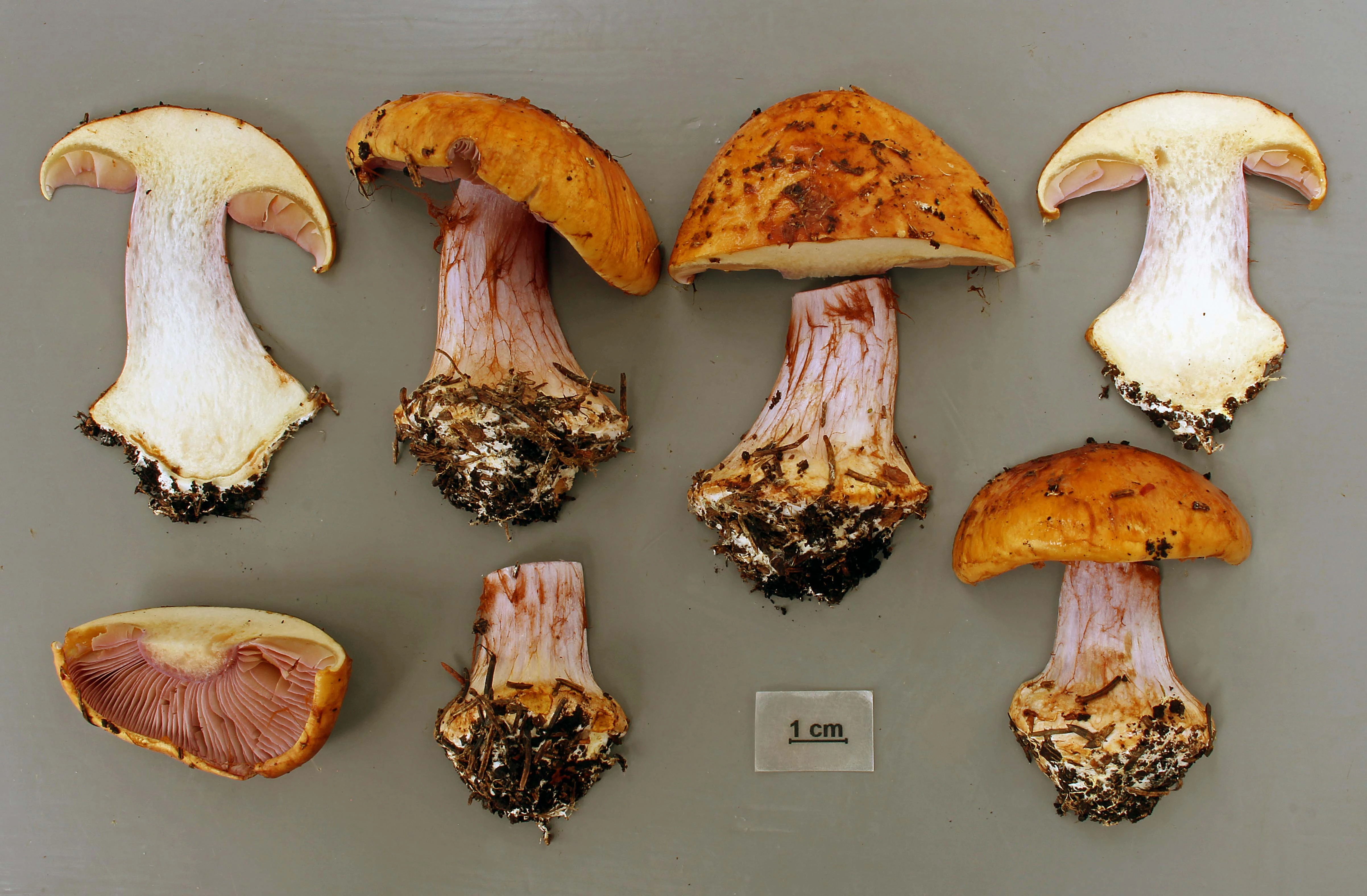 : Cortinarius barbaricus.