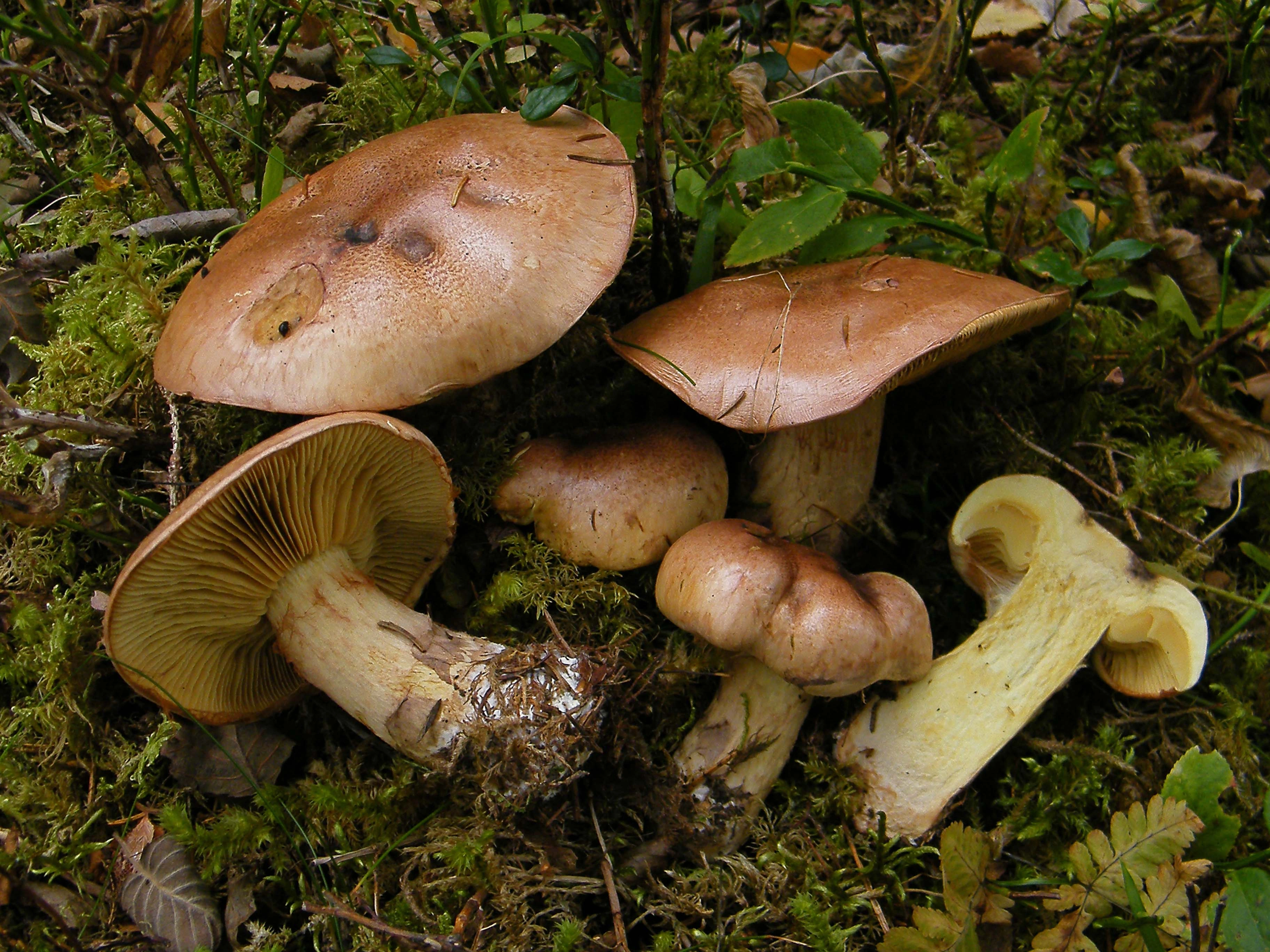 : Cortinarius mussivus.