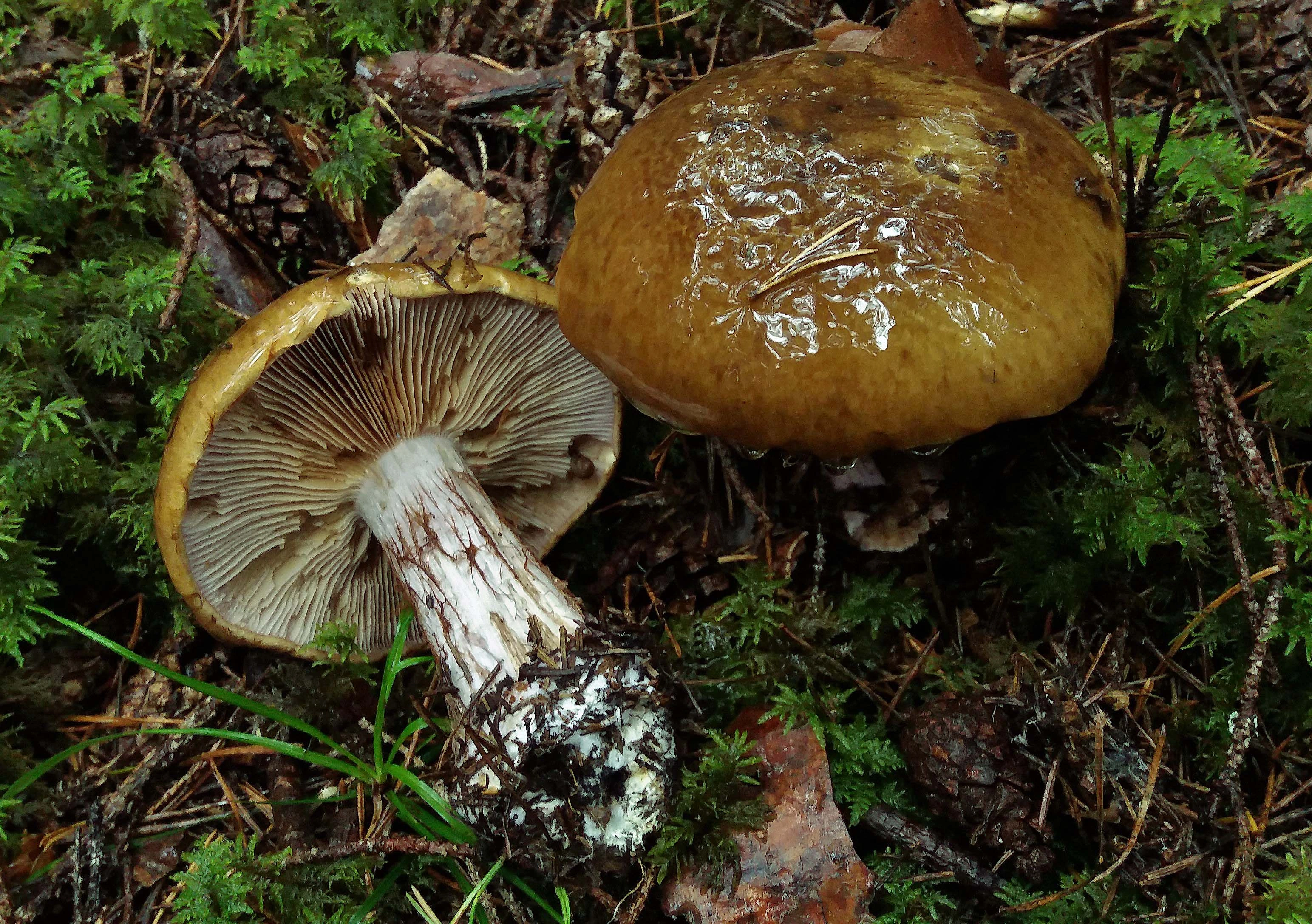 : Cortinarius pseudoglaucopus.