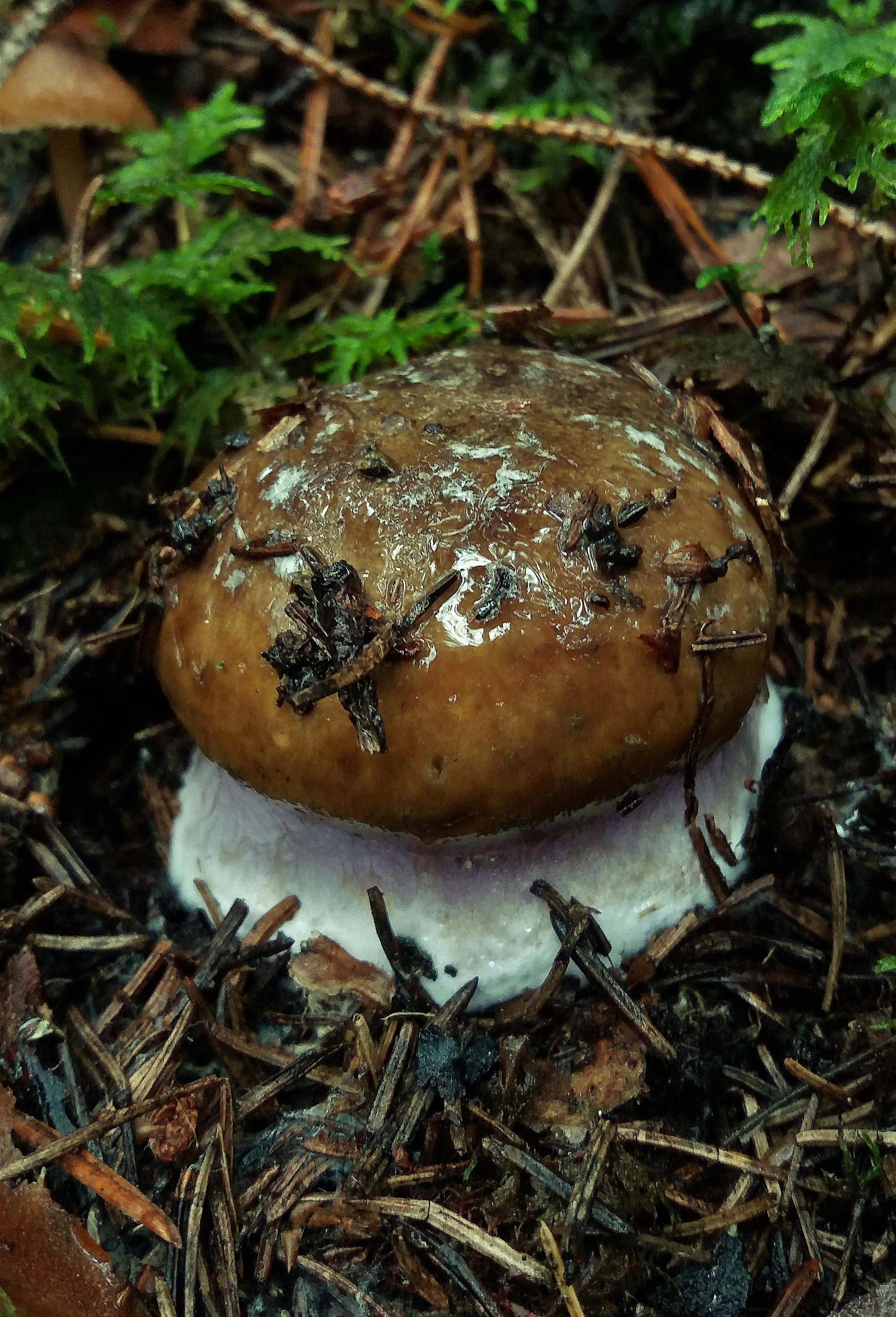 : Cortinarius pseudoglaucopus.