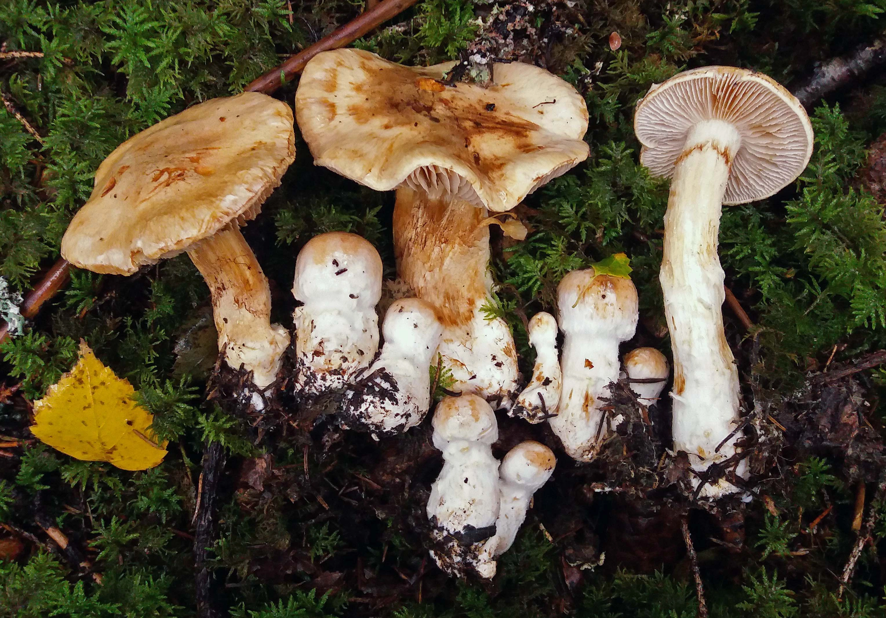 : Cortinarius subfraudulosus.