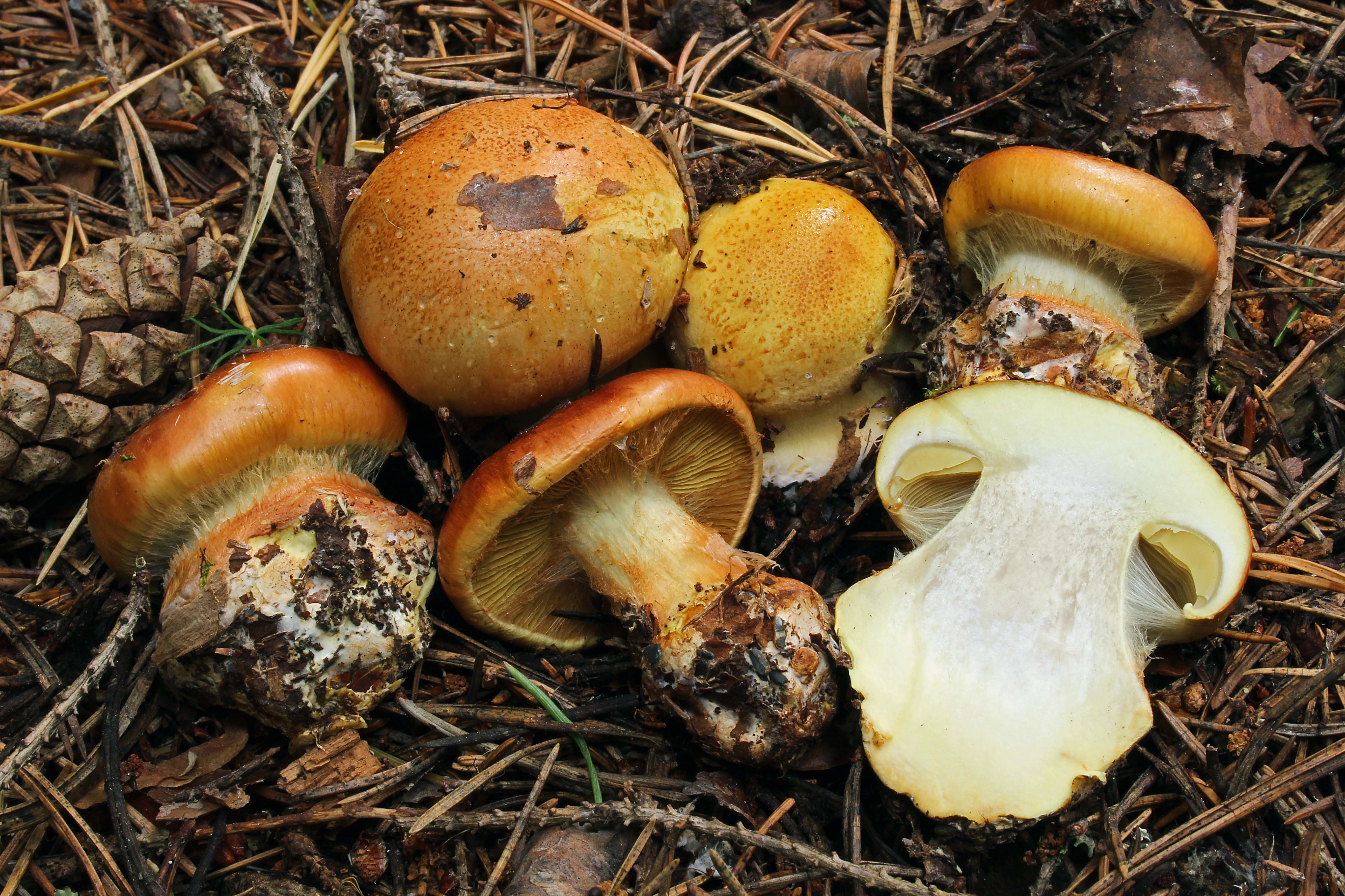 : Cortinarius aureofulvus.