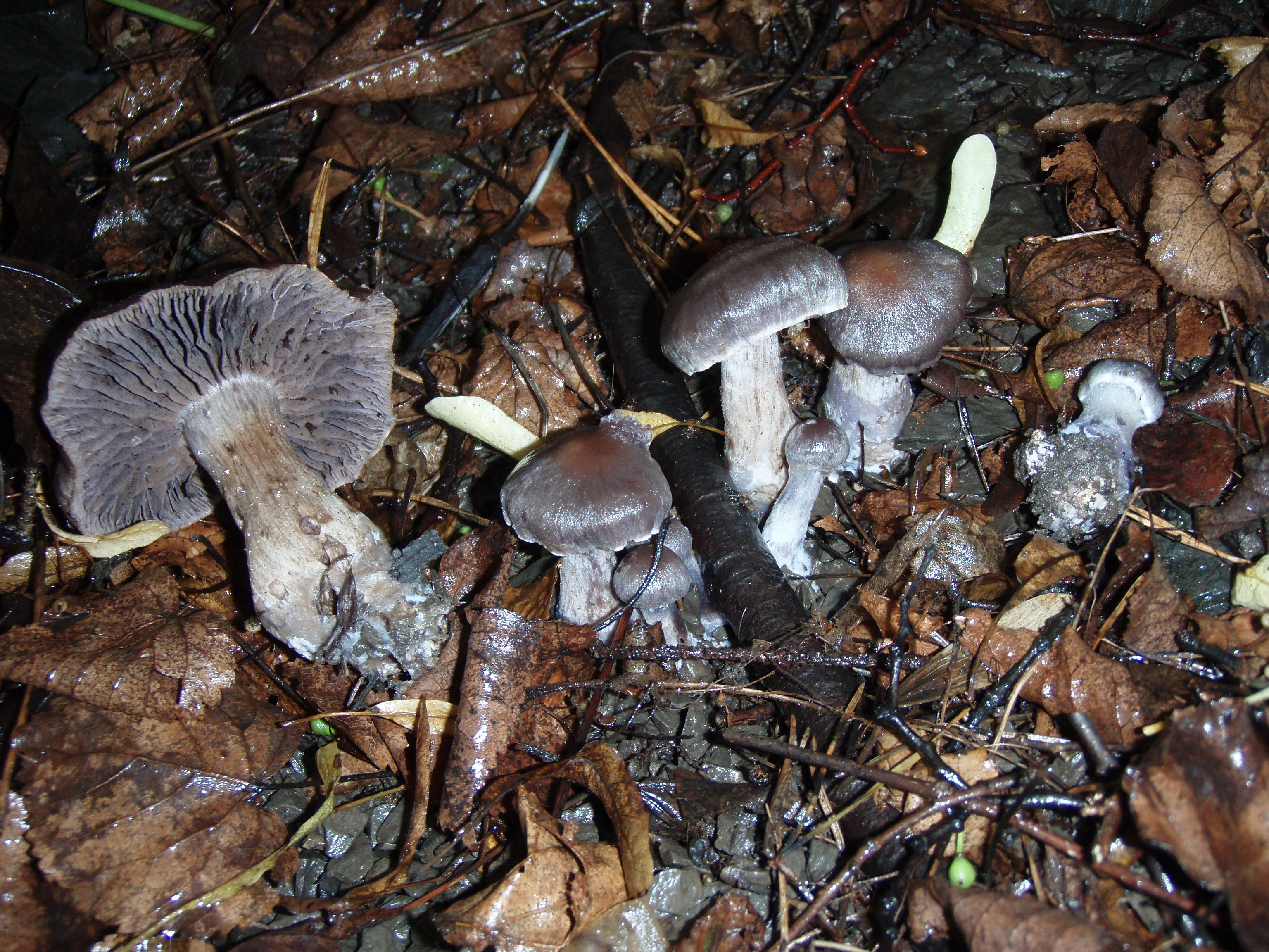 : Cortinarius serratissimus.