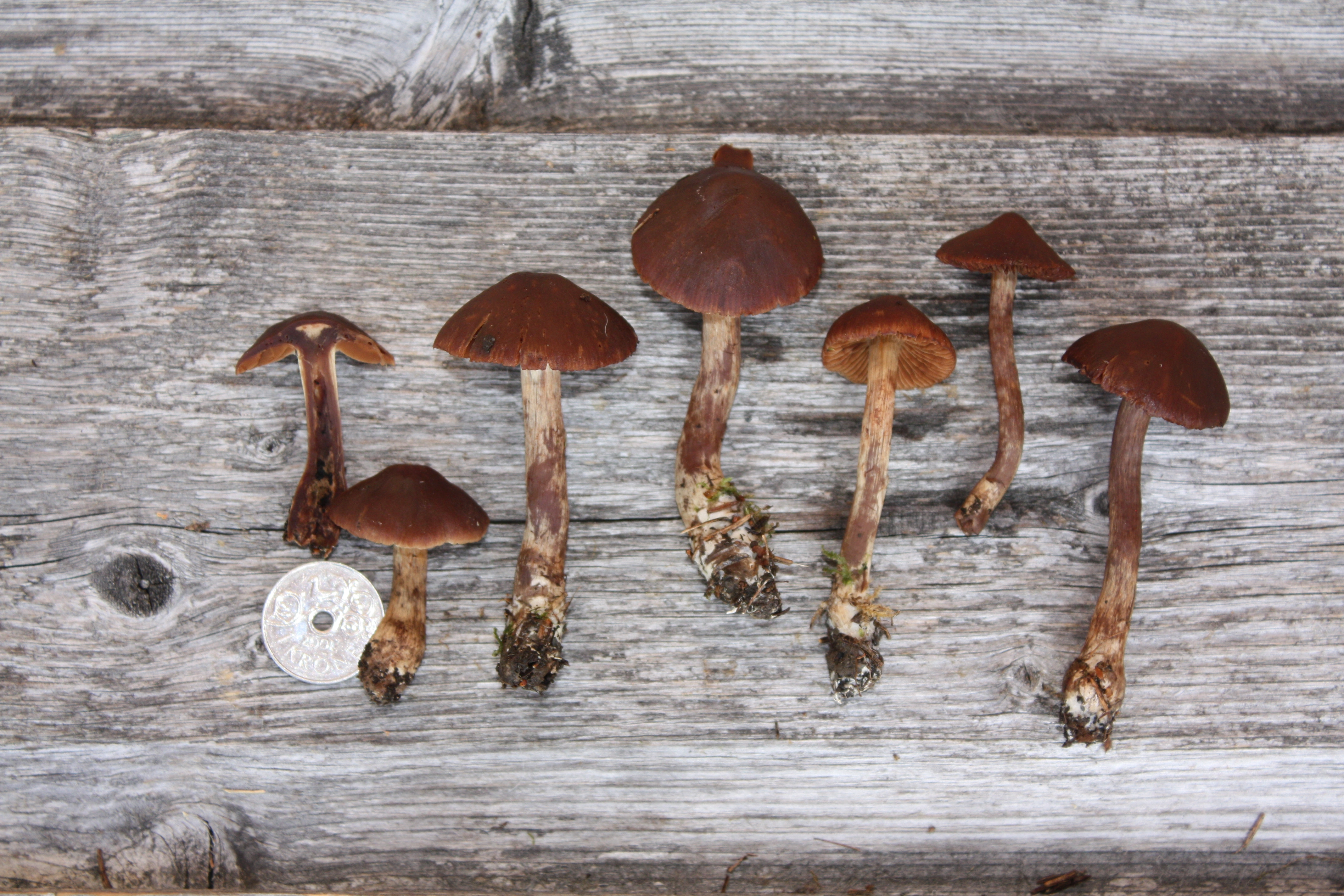 : Cortinarius uraceus.