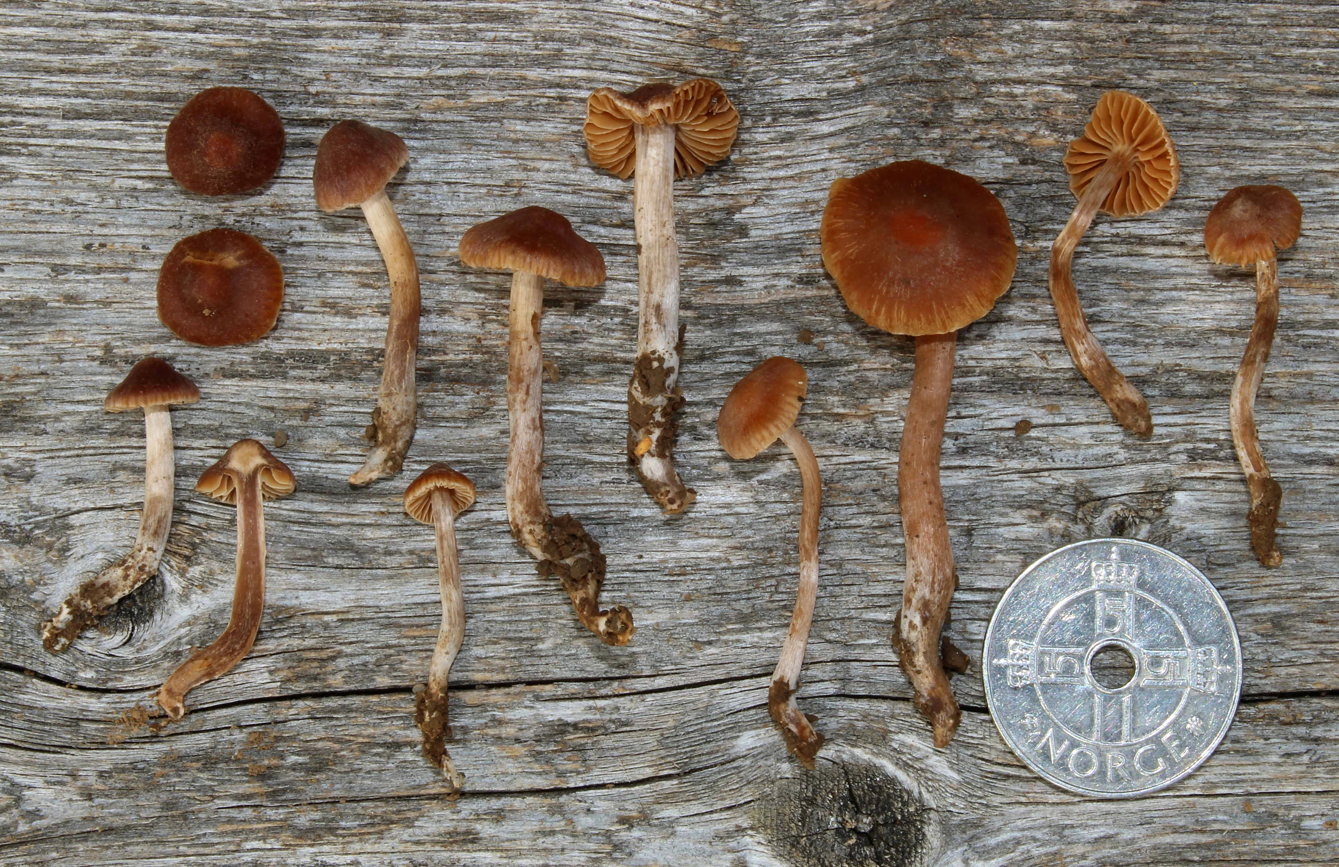 : Cortinarius intempestivus.