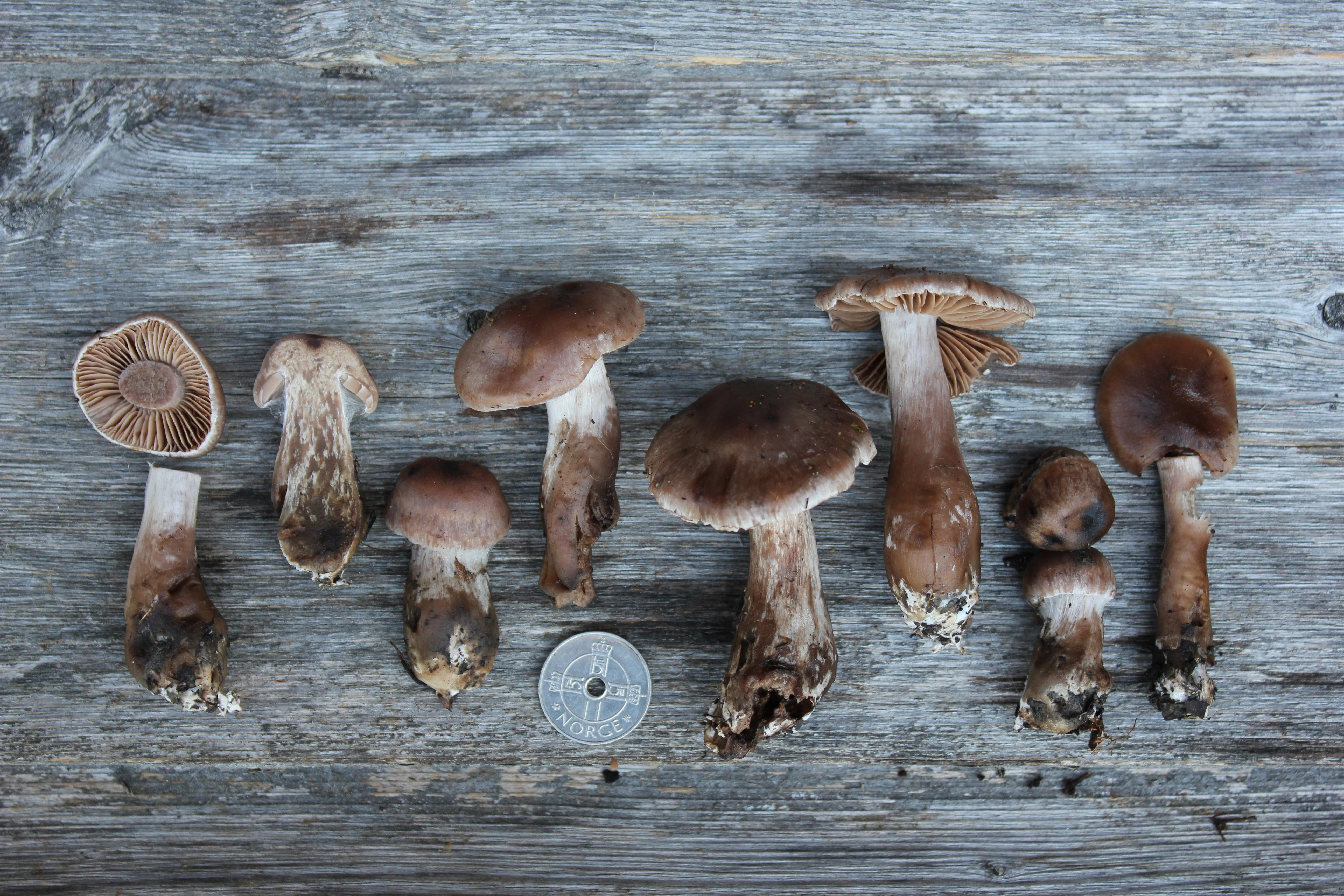 : Cortinarius nefastus.