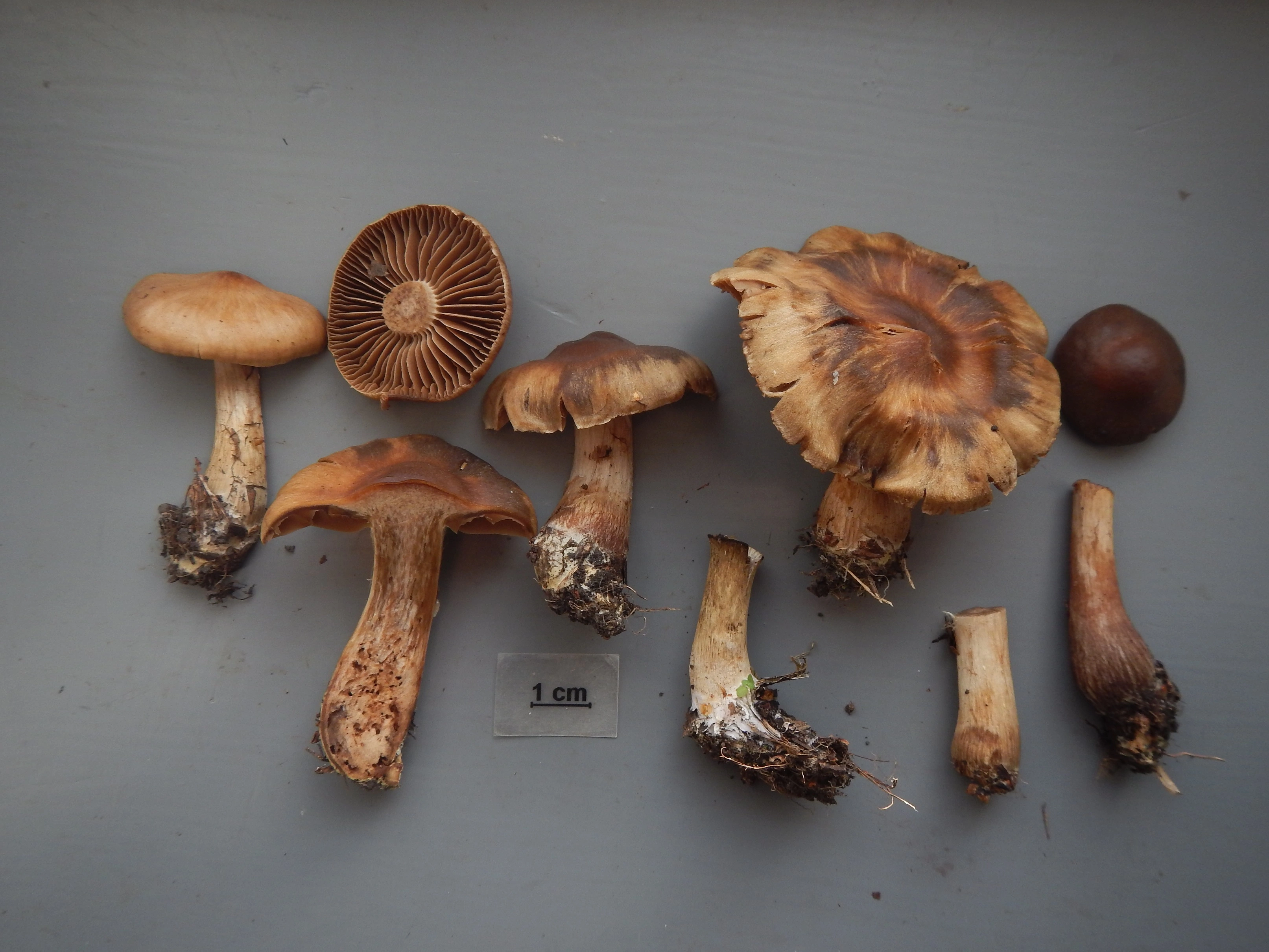 : Cortinarius nodosisporus.