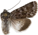 : Sympistis heliophila.